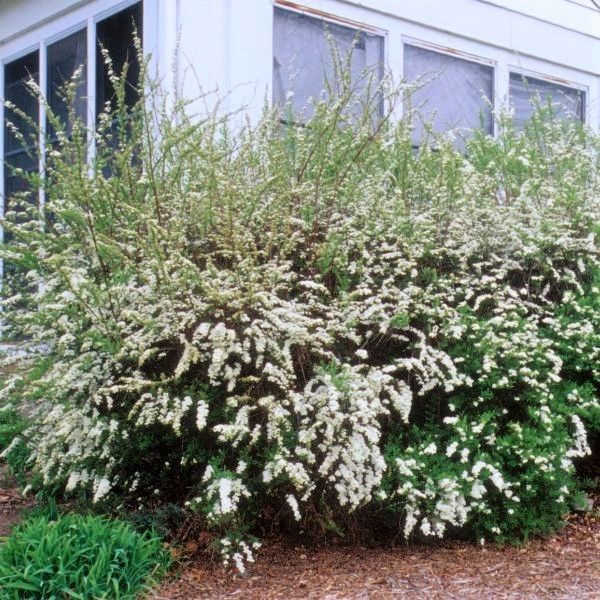 Reeves Bridal Wreath Spiraea