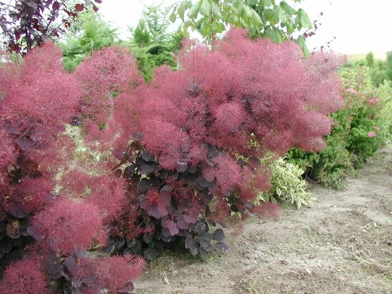 Royal Purple Smoke Tree (Smokebush)