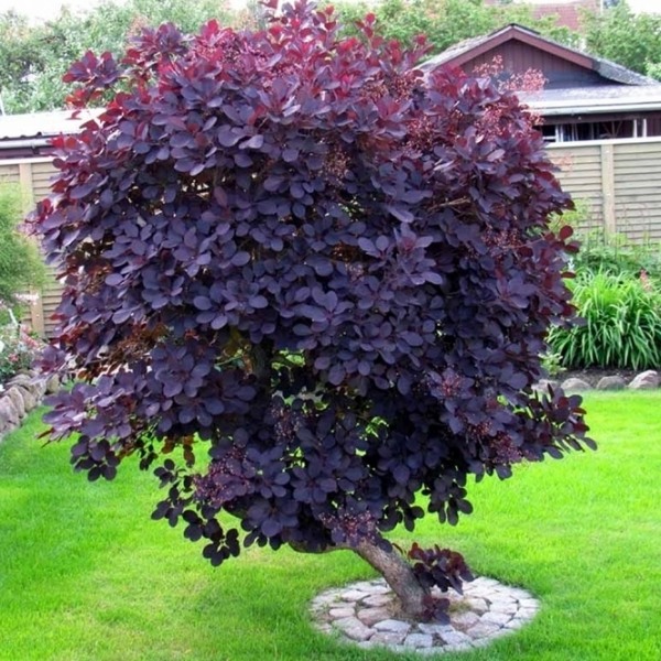 Royal Purple Smoke Tree (Smokebush)