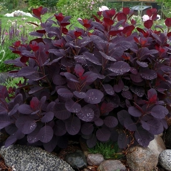 Royal Purple Smoke Tree (Smokebush)