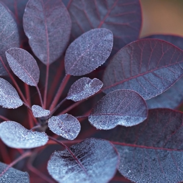 Royal Purple Smoke Tree (Smokebush)