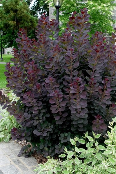 Royal Purple Smoke Tree (Smokebush)