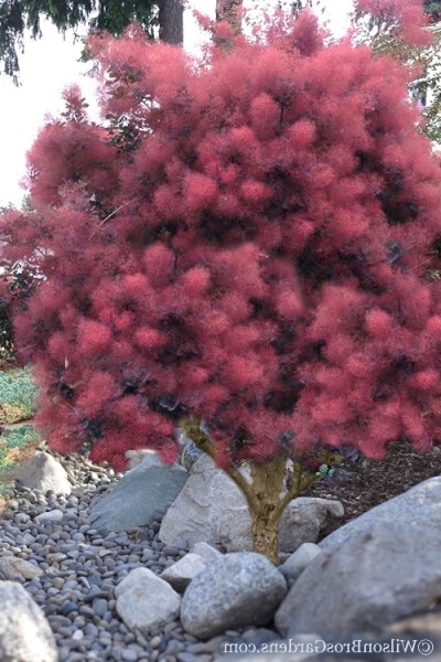 Royal Purple Smoke Tree (Smokebush)