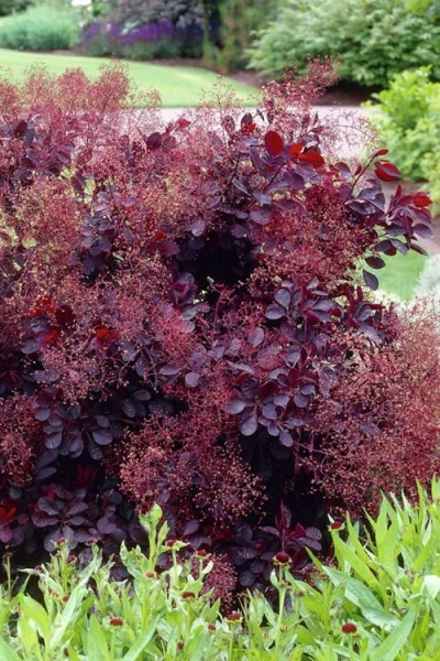 Royal Purple Smoke Tree (Smokebush)
