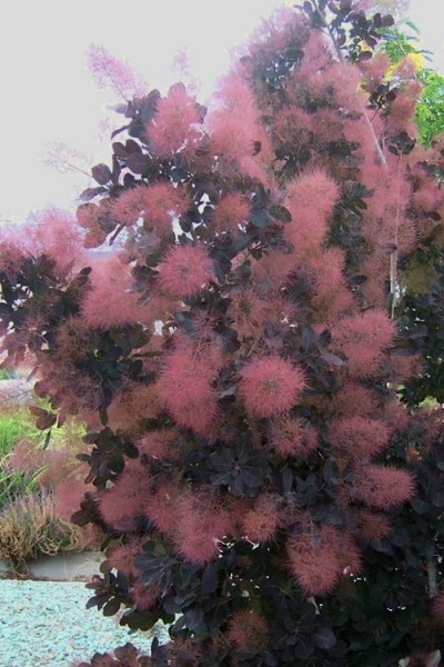 Royal Purple Smoke Tree (Smokebush)