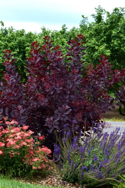 Royal Purple Smoke Tree (Smokebush)