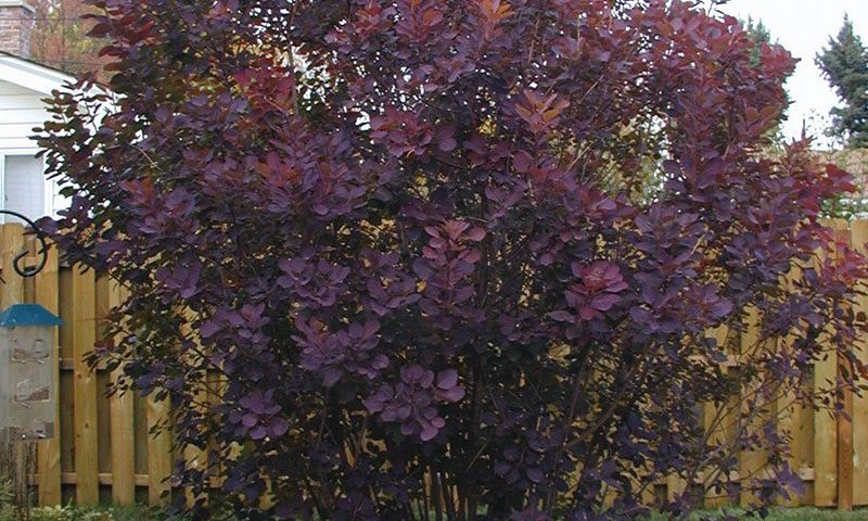 Royal Purple Smoke Tree (Smokebush)