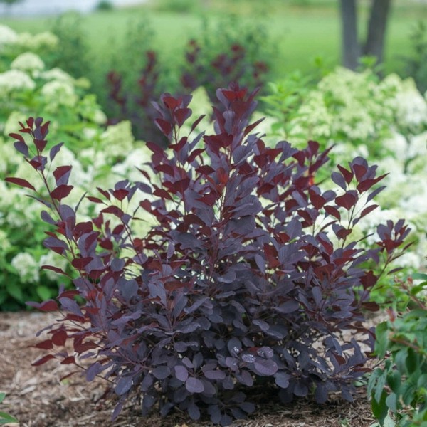 Royal Purple Smoke Tree (Smokebush)