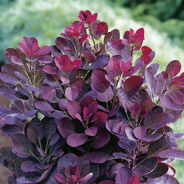 Royal Purple Smoke Tree (Smokebush)