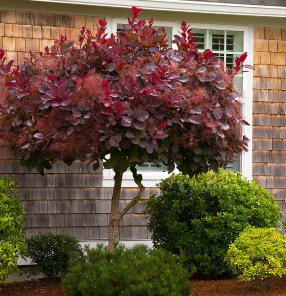 Royal Purple Smoke Tree (Smokebush)