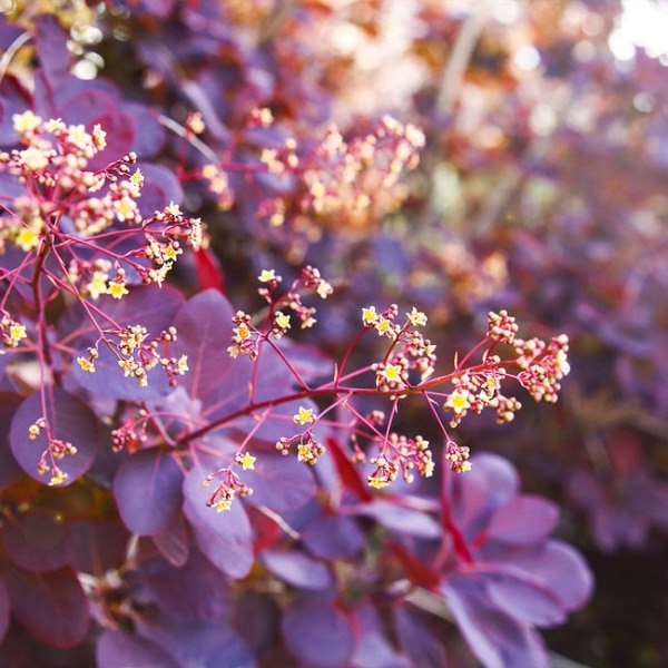 Royal Purple Smoke Tree (Smokebush)