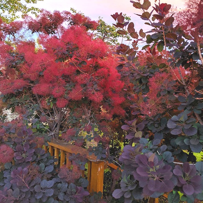 Royal Purple Smoke Tree (Smokebush)