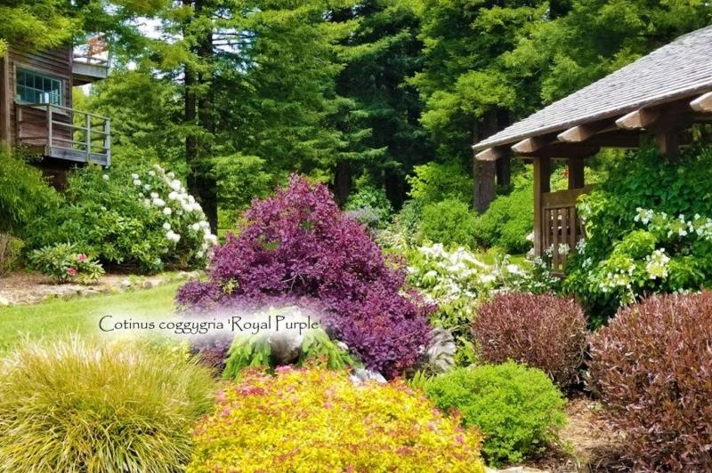 Royal Purple Smoke Tree (Smokebush)