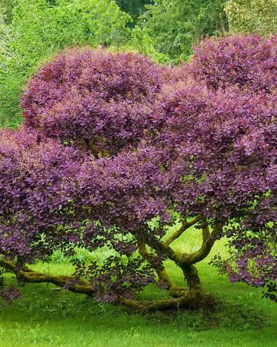 Royal Purple Smoke Tree (Smokebush)