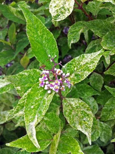 Wine Spritzer Beautyberry