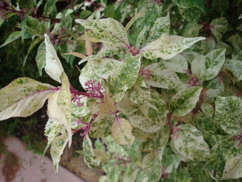 Wine Spritzer Beautyberry