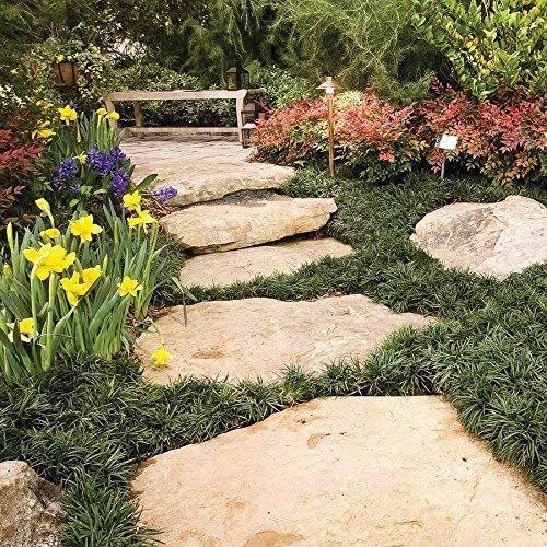 Dwarf Mondo Grass