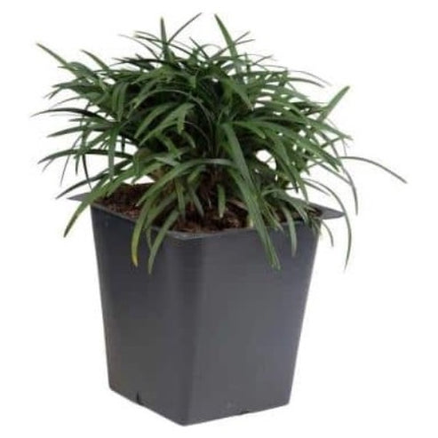 Dwarf Mondo Grass
