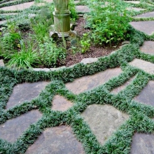 Dwarf Mondo Grass