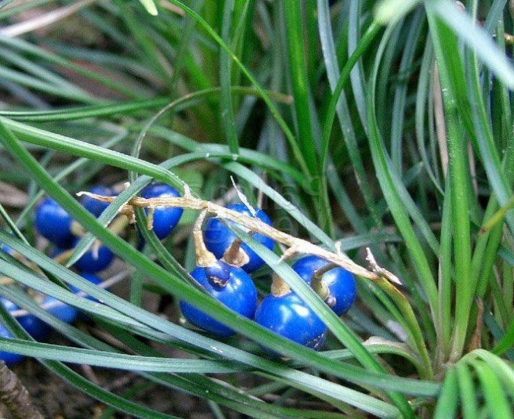 Dwarf Mondo Grass
