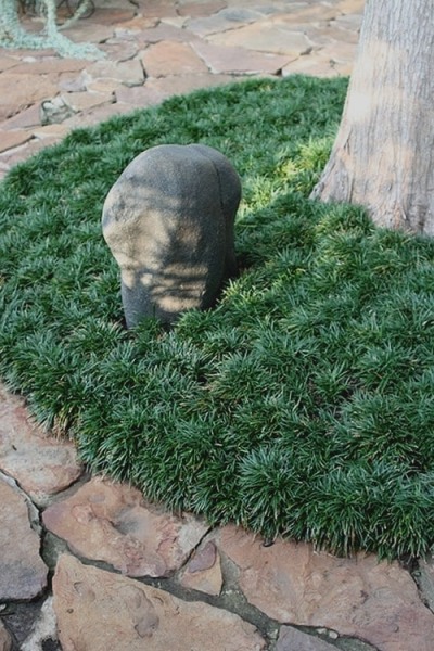 Dwarf Mondo Grass