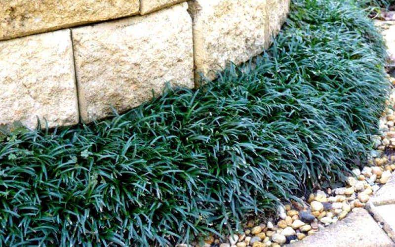 Dwarf Mondo Grass