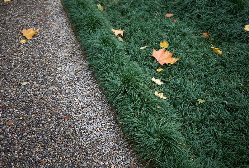 Dwarf Mondo Grass