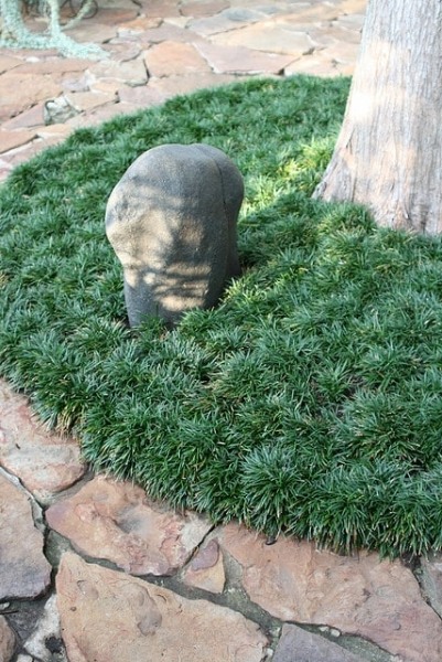 Dwarf Mondo Grass