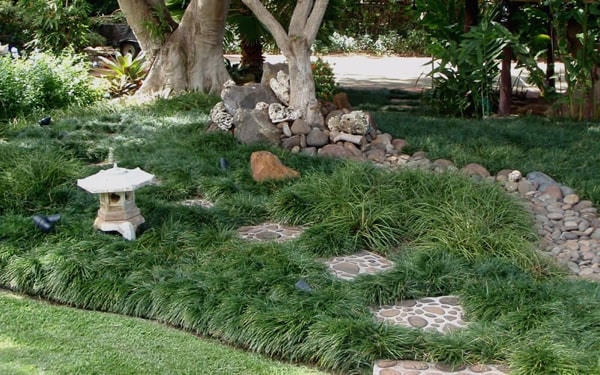 Dwarf Mondo Grass