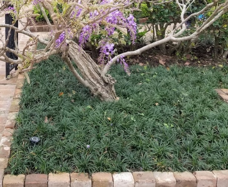 Dwarf Mondo Grass