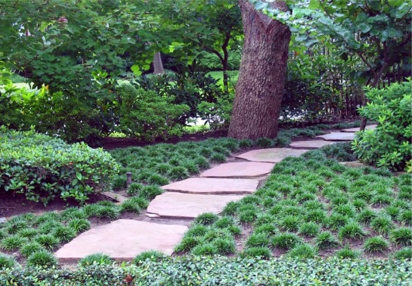 Dwarf Mondo Grass