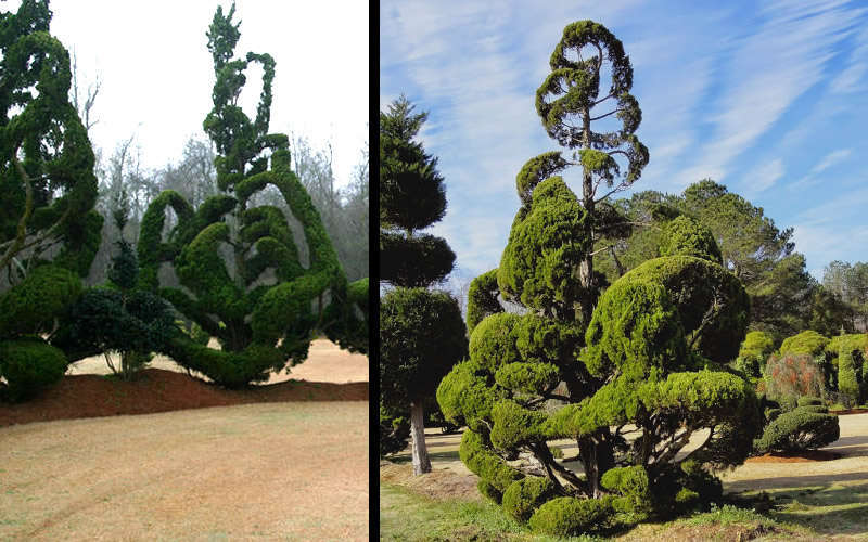 Hollywood Torulosa Juniper
