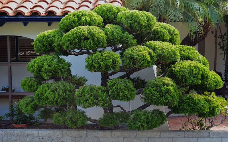 Hollywood Torulosa Juniper
