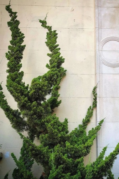 Hollywood Torulosa Juniper