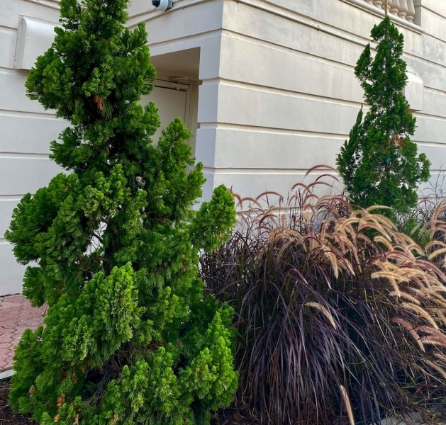 Hollywood Torulosa Juniper