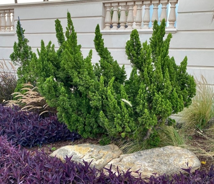 Hollywood Torulosa Juniper