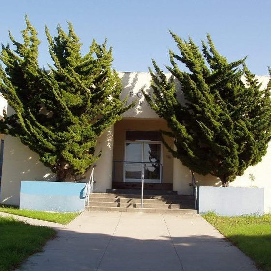 Hollywood Torulosa Juniper