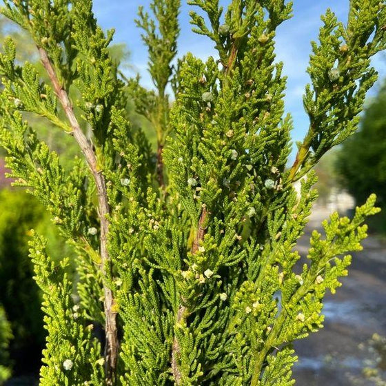 Hollywood Torulosa Juniper