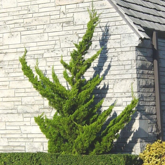 Hollywood Torulosa Juniper