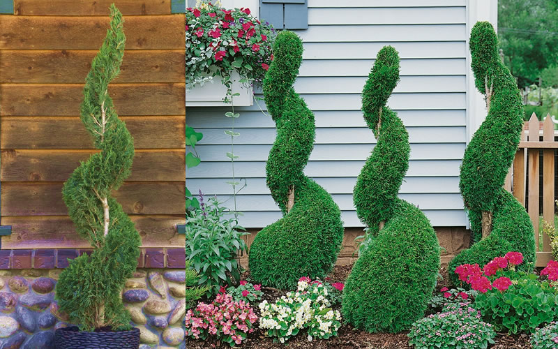 Emerald Green Arborvitae Spiral Topiary