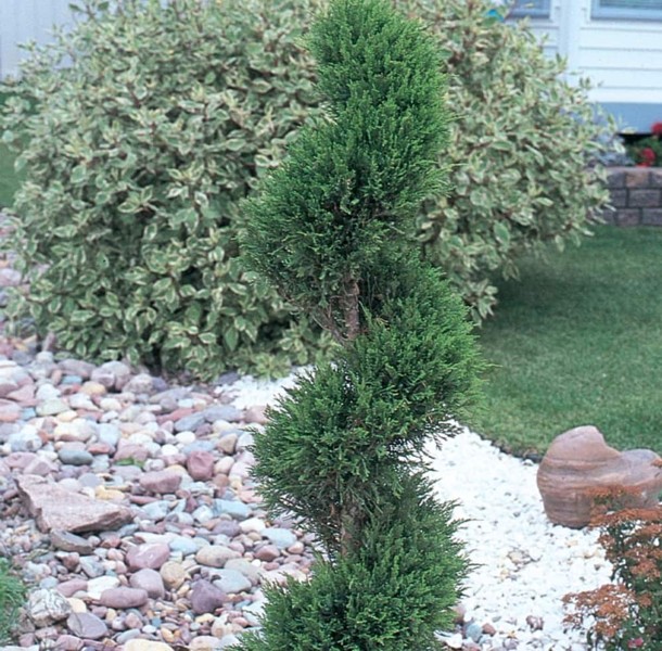 Emerald Green Arborvitae Spiral Topiary