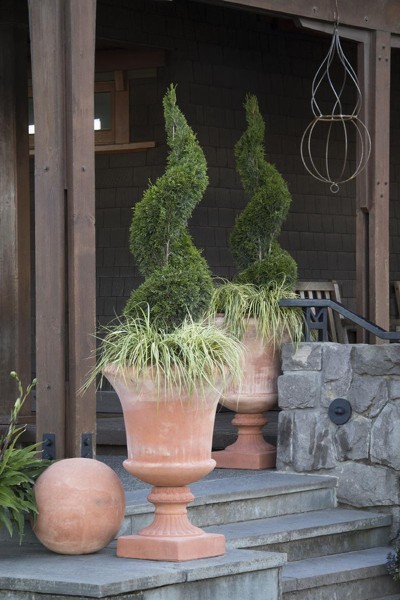 Emerald Green Arborvitae Spiral Topiary