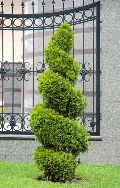 Emerald Green Arborvitae Spiral Topiary