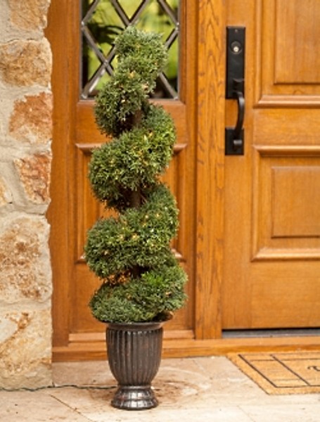 Emerald Green Arborvitae Spiral Topiary