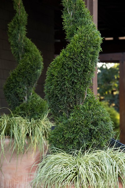 Emerald Green Arborvitae Spiral Topiary