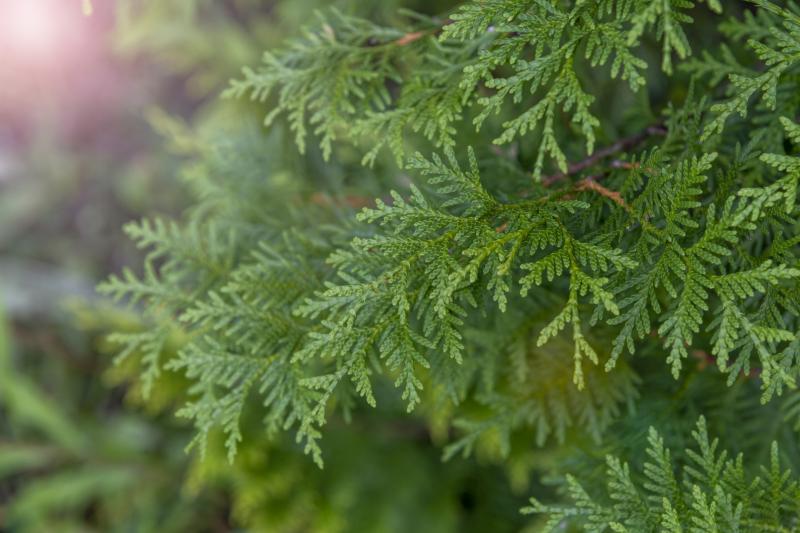 Emerald Green Arborvitae Spiral Topiary
