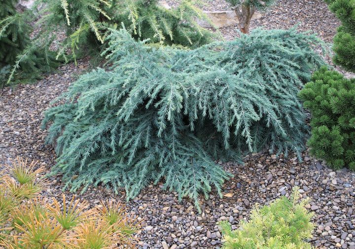 Feelin Blue Deodar Cedar