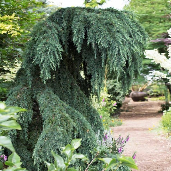Feelin Blue Deodar Cedar