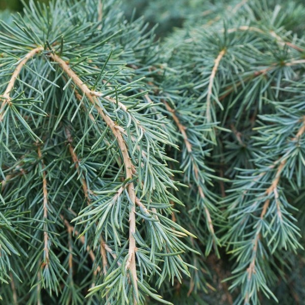 Feelin Blue Deodar Cedar