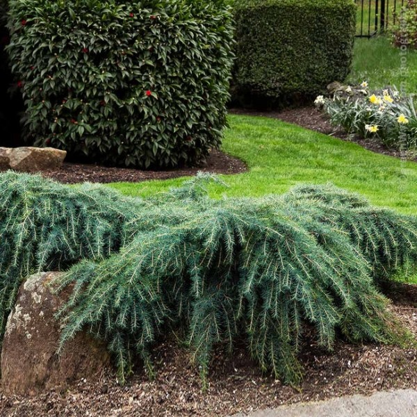 Feelin Blue Deodar Cedar